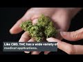 The ABCs of CBD and THC | Discover Marijuana