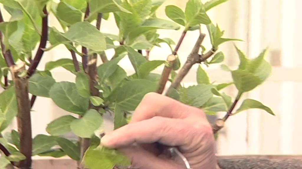Hydrangea cuttings - YouTube