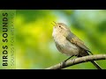 Birds in the forest  bird sounds heals stress  stop anxiety the world of birds