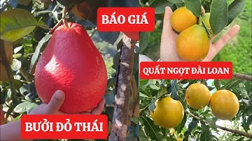 Giới Thiệu và Báo Giá Bưởi Đỏ Thái Lan, Vú sữa hoàng kim, Quất Ngọt Đài, Roi Mst ☎️0968.750.386