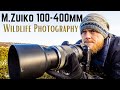 M.Zuiko 100-400mm f/5-6.3 for WILDLIFE PHOTOGRAPHY REVIEW