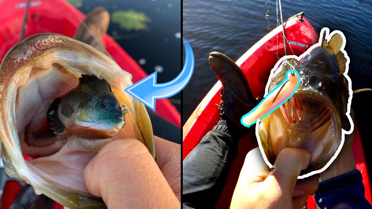 How to Catch FALL TRANSITION BASS in Massachusetts (Baitfish Imitation) 