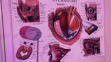 ASMR: rondleiding door de anatomie van het oog met behulp van een aanwijsstok