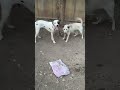 Dog&#39;s Mating  #dog #dalmatiandog #dalmatian #mating