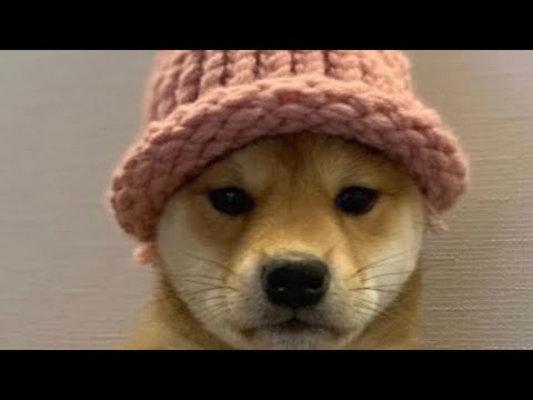 DOGWIFHAT Coin ($WIF) IS BACK & READY TO MOON This Meme Beast Could 10x EASY! CryptoAl Predictor 