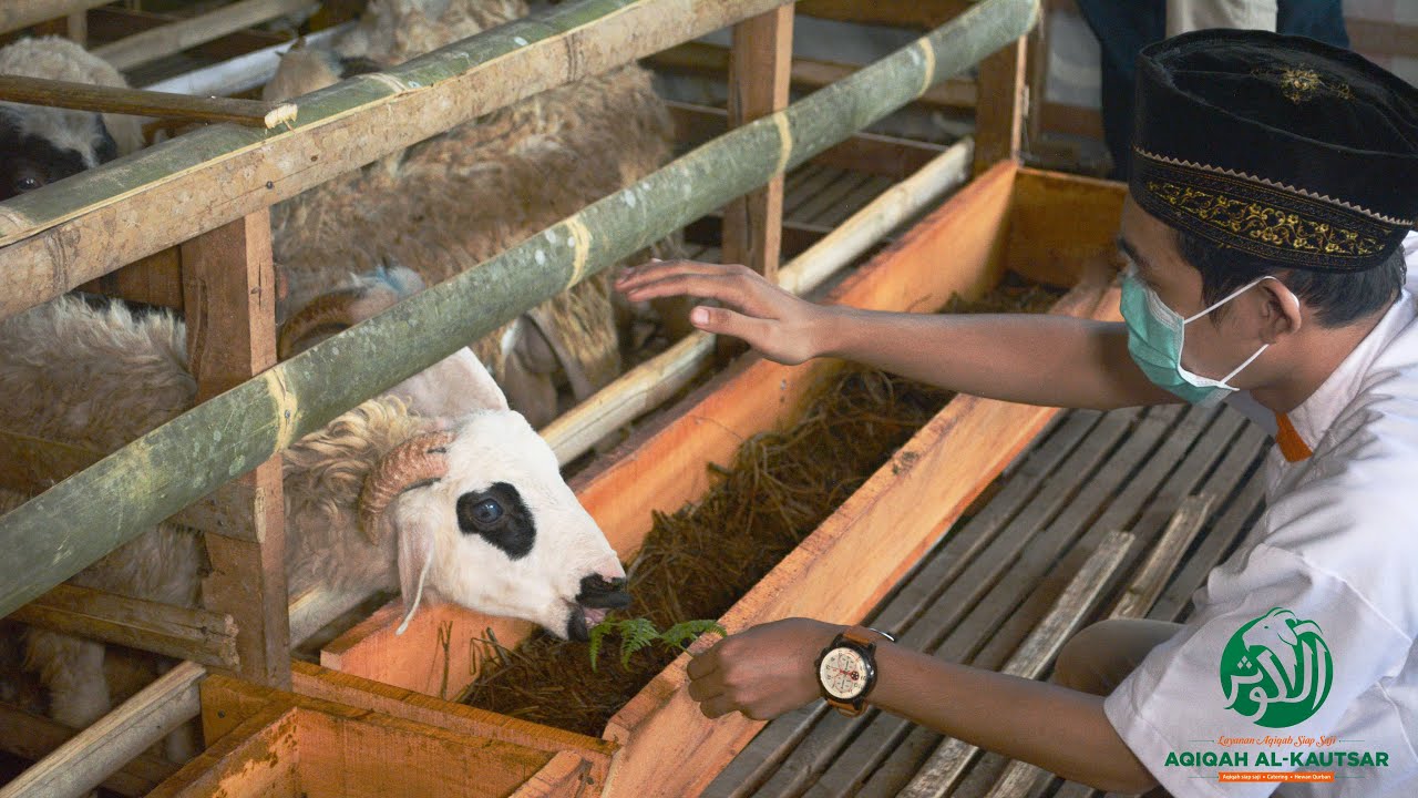 Kandang Kambing Terbaik Al-Kautsar 