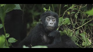 The Ultimate Gorilla Trekking Safari Experience