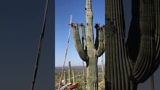 The Saguaro fruit harvest is coming up. #tucson #saguaros