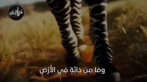 ما تيسر من سورة الأنعام - القارئ هزاع البلوشي