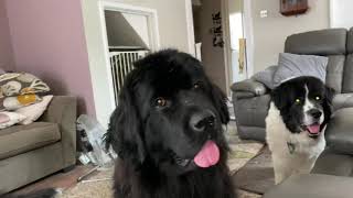 Newf Burping In Your Face