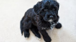 How to Keep Your Portuguese Water Dog Healthy and Happy with the Right Nutrition