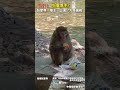 【大陸】吃播博主？張家界「猴王」上演「大聖偷桃」