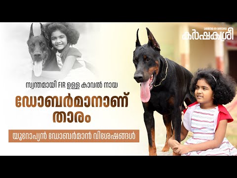 The guard dog with its own FIR; The star is a European Doberman | Karshakasree | Doberman