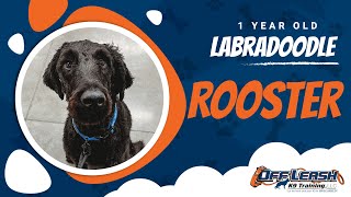 Labradoodle, 1 Year , Rooster | Best Dog Training Central Missouri | Off Leash K9
