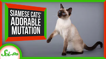 What is the personality of a Siamese cat?