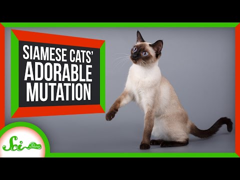 The Delightful Mutation Behind Siamese Cats