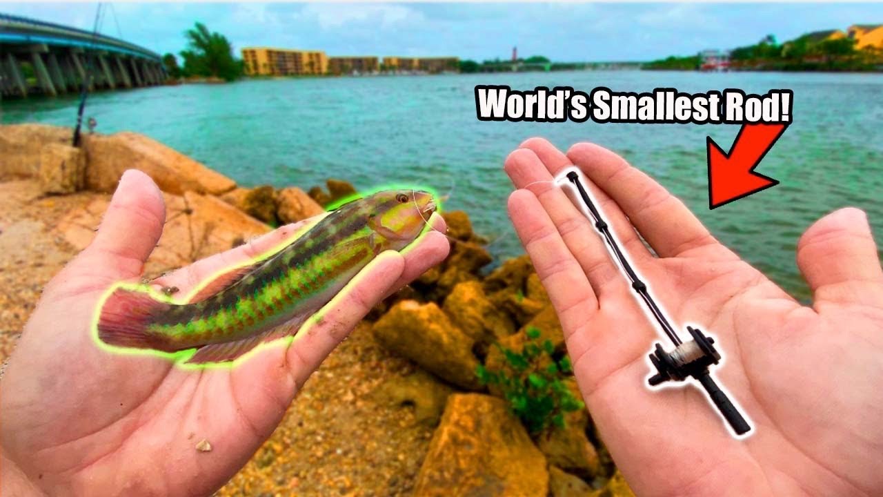 World's Smallest Fishing Rod Catches Tropical Aquarium Fish