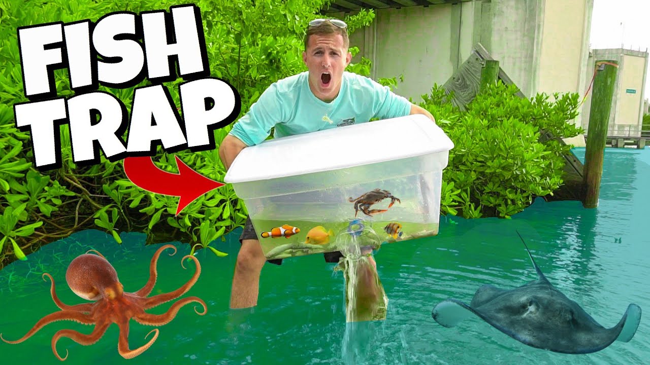 FISH TRAP CATCHES EXOTIC AQUARIUM FISH in HIDDEN MANGROVES!! (Find Your