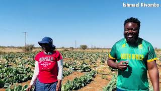 Cabbage, Successful Harvest 
