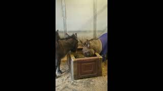 Donkey Blankets