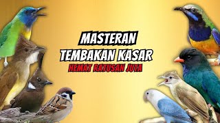 Download lagu Masteran Tembakan Kasar Ampuh Mudah Ditiru Untuk Burung Fighter - 24 Jam NONSTOP !!!