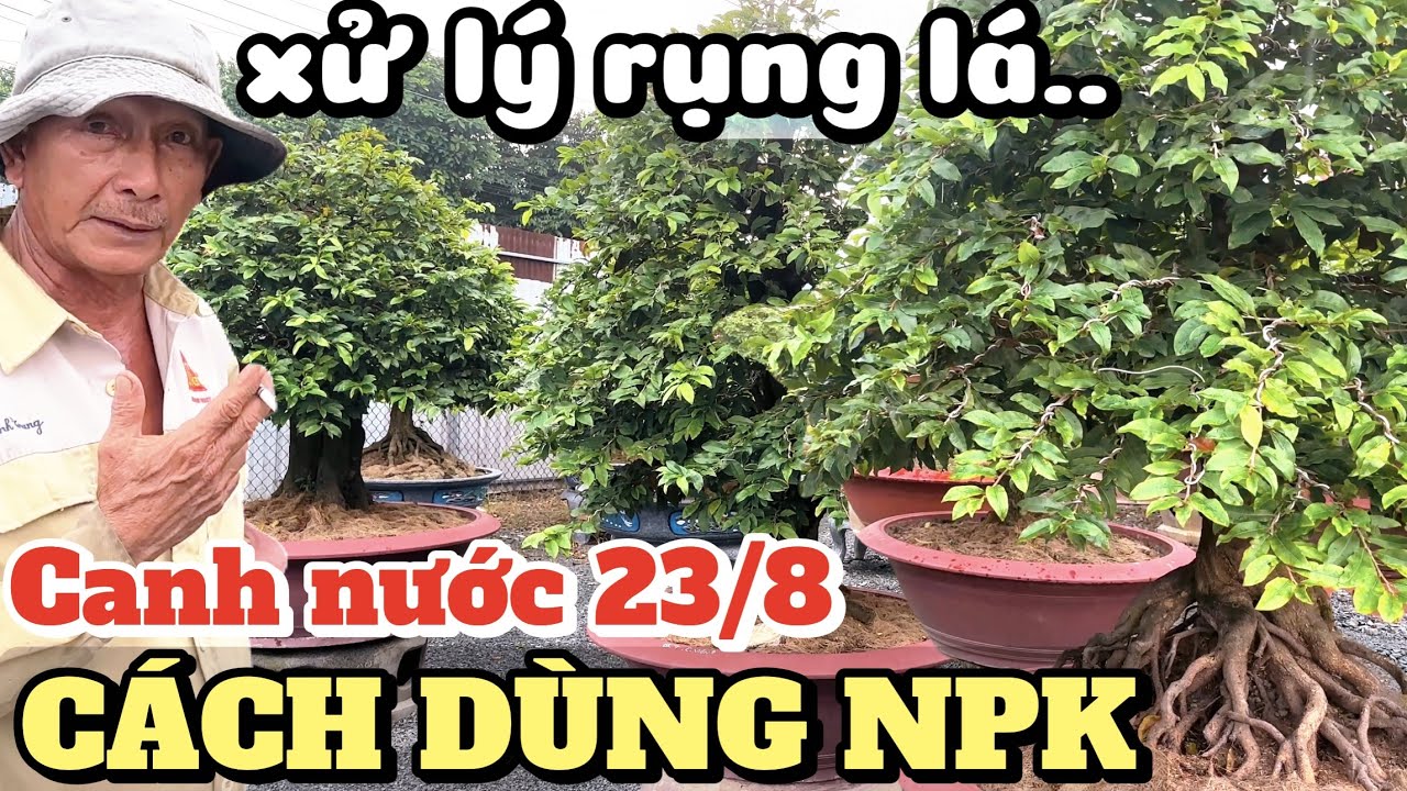 Chú Sáu Bình Dương hướng dẫn canh nước siết nụ xử lý rụng lá, Vai trò & cách dùng NPK giai đoạn 23/8