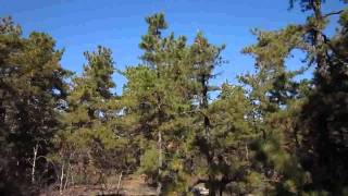 New Jersey Piney Power show: New and Colorful trails around Ocean County College