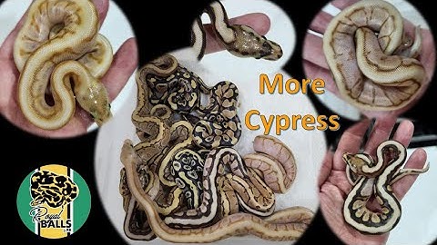Breeding Ball Pythons; More Cypress