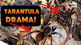 CAUGHT ON CAMERA! Tarantula Mating Ritual! Whats Going on Here?