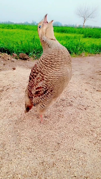 irani madi ki awaz|female teetar ki awaaz #birds #teeterkiawaz #teeter