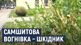 Самшитова вогнівка знищує кущі, висаджені в Хмельницькому три-чотири десятиліття том