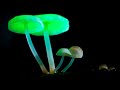 Почему светятся грибы?
