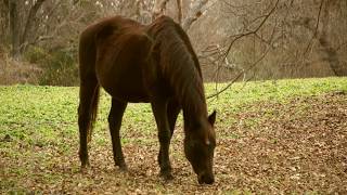 Horse Grazing in Meadow | FREE NATURE STOCK FOOTAGE