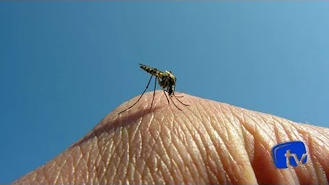 Quais são as formas clínicas encontradas da febre amarela?
