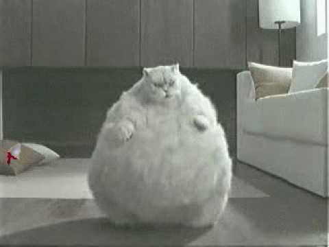  Fat  Cat  Dancing To Very  Random Music YouTube