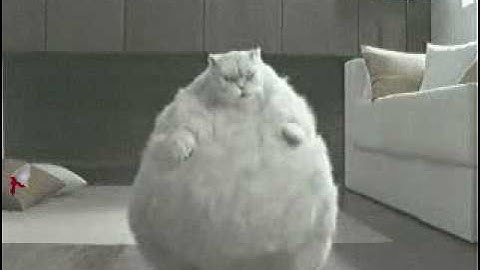 Fat Cat Dancing To Very Random Music