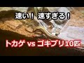 トカゲ対ゴキブリ10匹 ゴキブリより速く!追いかけ回す!Lizard vs cockroach