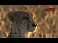 Bande annonce documentaire animalier