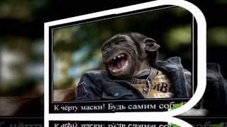 Смешные животные, подборка обхохочешься! Funny animals.