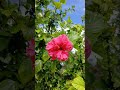PIU Flowers #PacificIslandsUniversity #guam