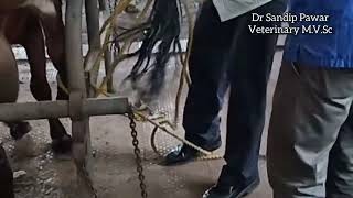 Iron rod removed from hoof of cow,... painless and bloodless removal of foreign body from hoof