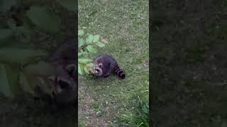 ENROMOUS Raccoon Briefly COONsiders a Diet