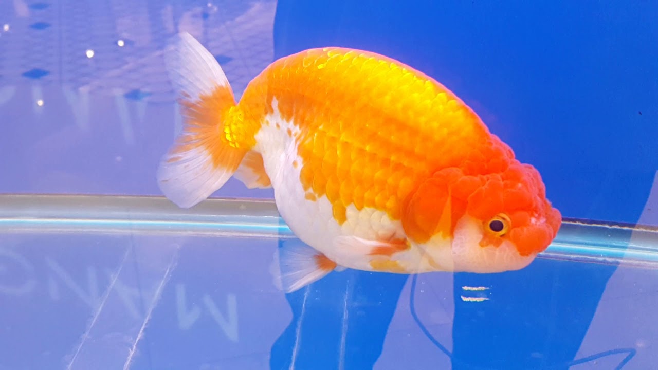 ปลาทองสิงห์ญี่ปุ่น(Big Ranchu Goldfish)รุ่นใหญ่ริวกิ้นแจมหน่อย งานประมง ...