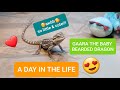 A Day in the Life of a Baby Bearded Dragon