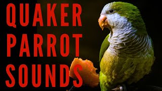 QUAKER PARROT SOUNDS  Monk Parakeet Sounds | maktub_ytv