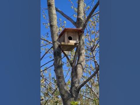 🪹Домик для трясогузки.🪺🐦‍⬛ - YouTube