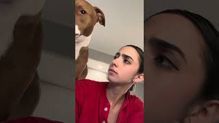 Dog Silences Woman When She Speaks - 1499036