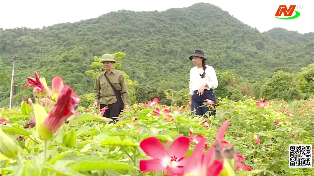 Sâm Cúc Phương được đánh giá là cây dược liệu nổi bật bởi công dụng cho sức khỏe