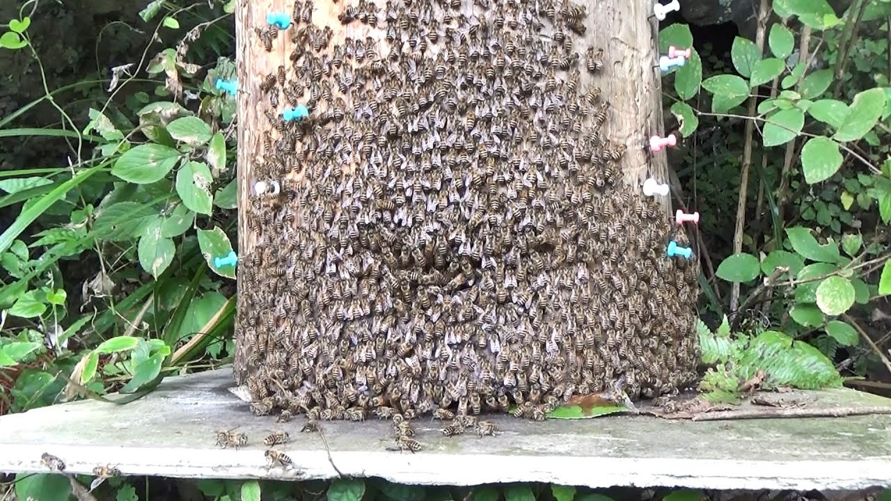 If you blow on a swarm of thousands of honeybees# - YouTube
