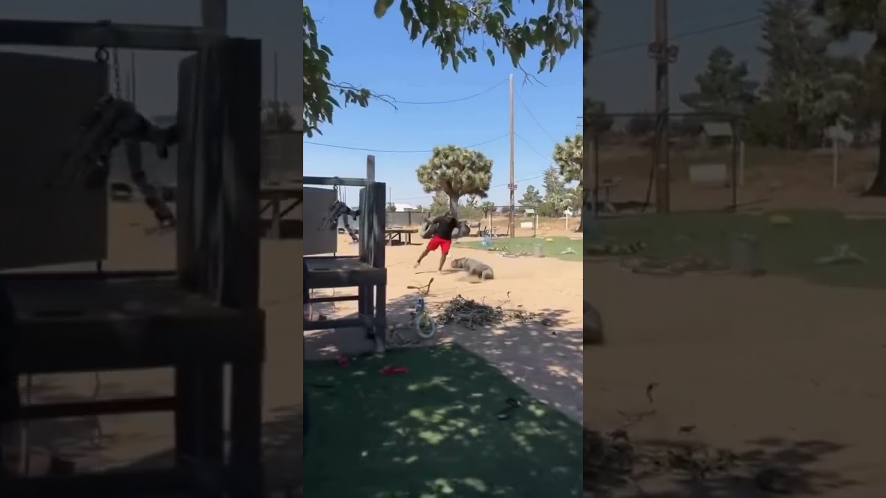 Cane corso  dog aggressive on trainer 